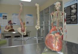 Anatomy Model Hall
